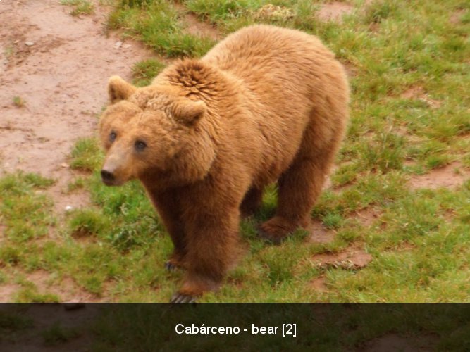 Cabárceno - bear [2].