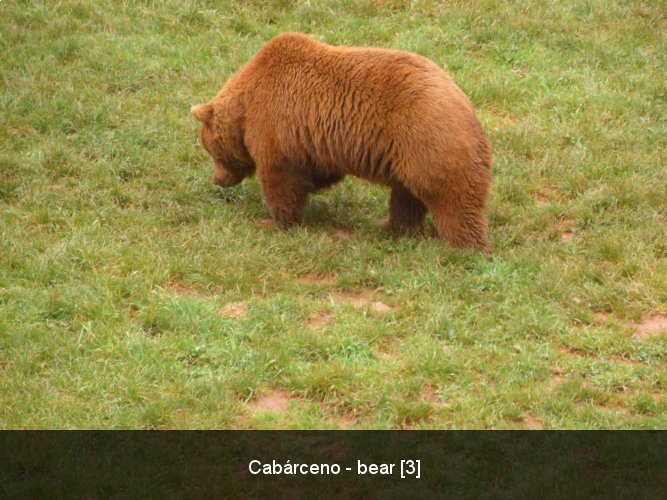 Cabárceno - bear [3].