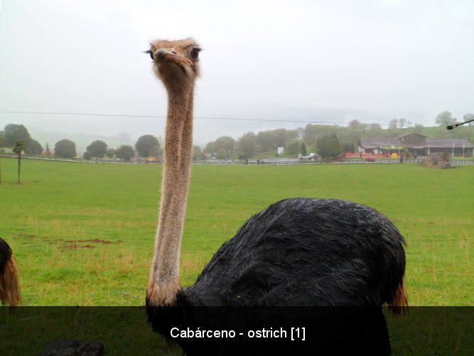 Cabárceno - ostrich [1].