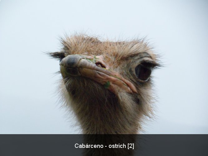 Cabárceno - ostrich [2].