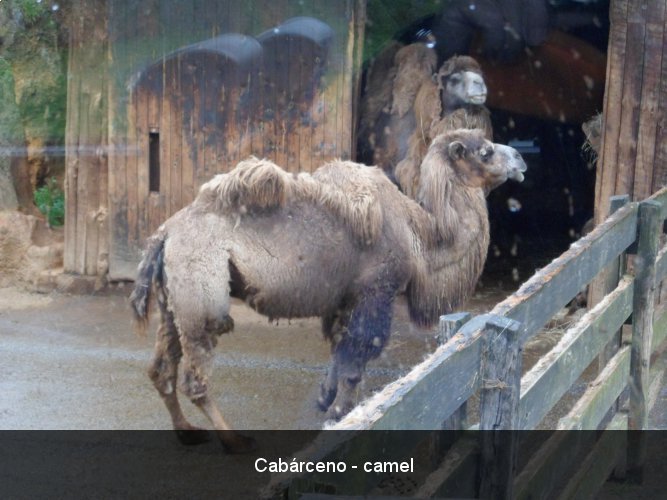 Cabárceno - camel.