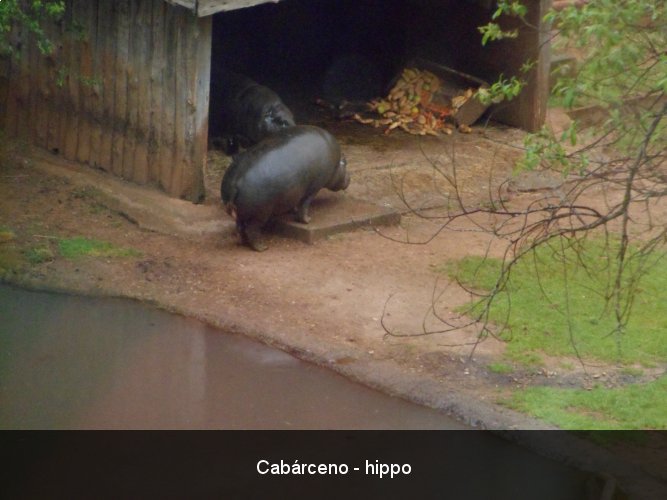 Cabárceno - hippo.