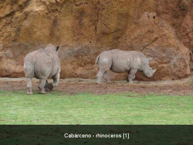 Cabárceno - rhinoceros [1].