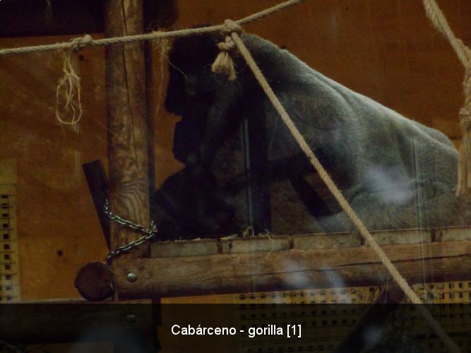 Cabárceno - gorilla [1].