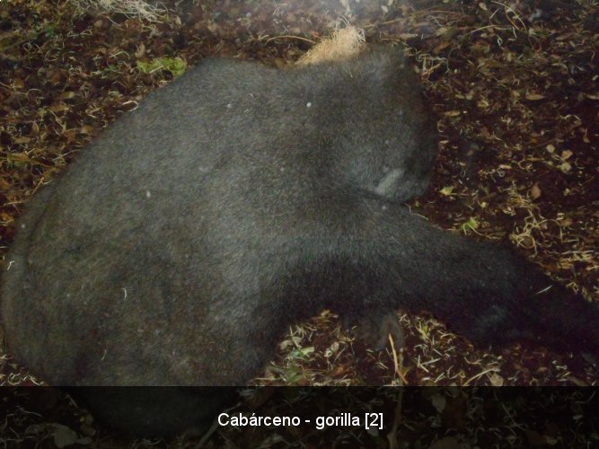 Cabárceno - gorilla [2].