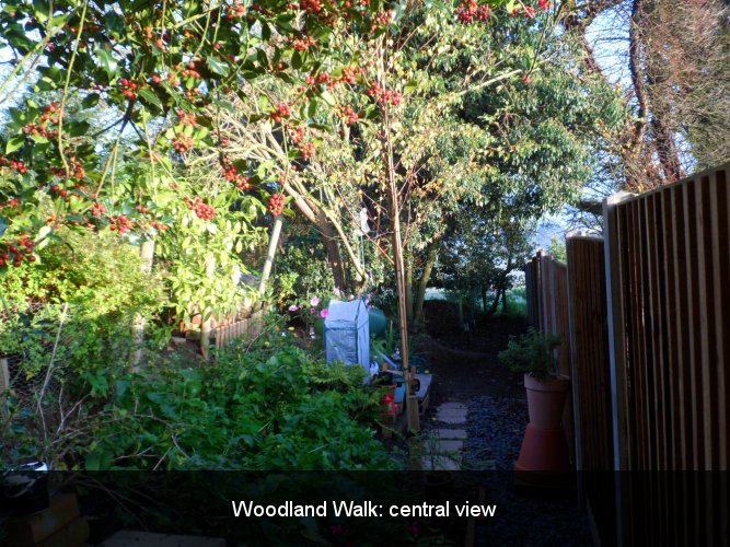 Woodland Walk: central view